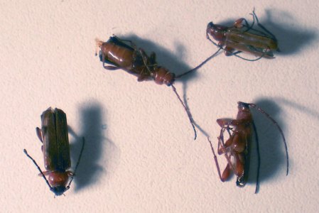 hesperophanes-desinsectador