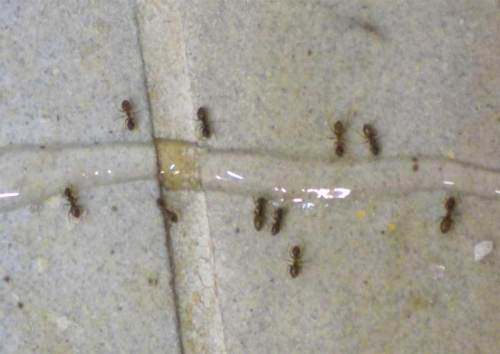 hormigas-1