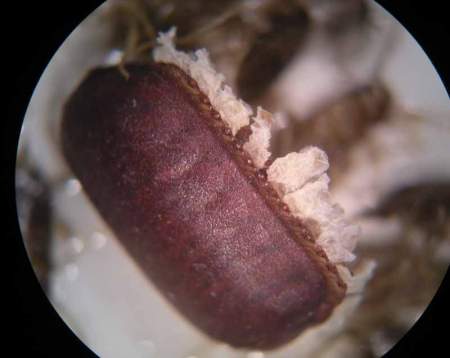 cucaracha-20-08-12-02