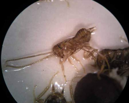 cucaracha-20-08-12-03