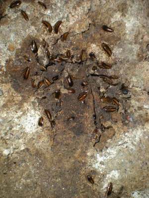 germanica-27-08-12-02