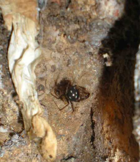 germanica-27-08-12-03