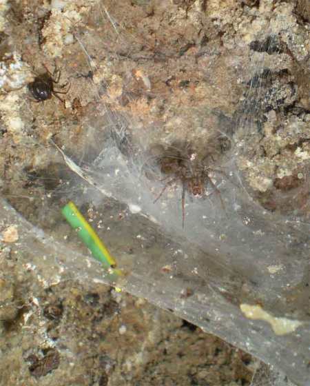 germanica-27-08-12-04