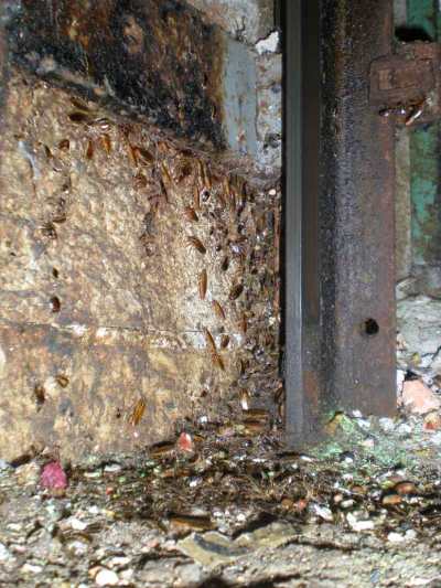 germanica-28-08-12-01