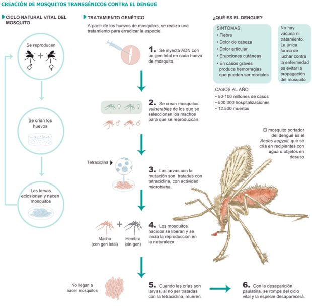 mosquitos-modificados