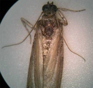polilla-harina-07