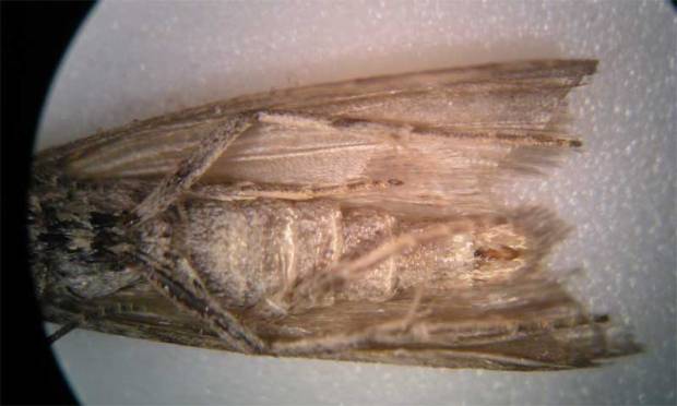 polilla-harina-08