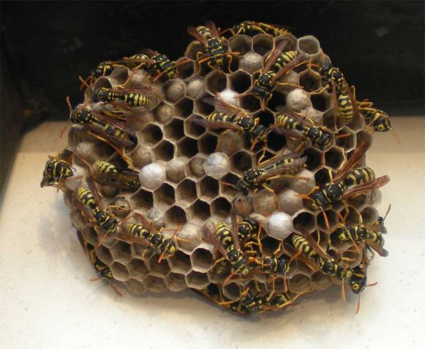 polistes-gallicus-02