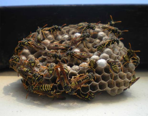 polistes-gallicus-03