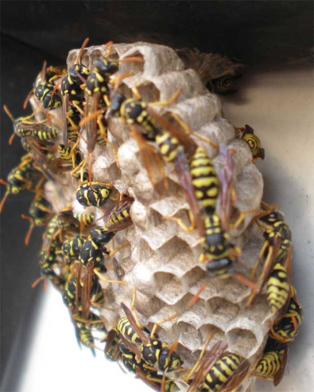 polistes-gallicus-04