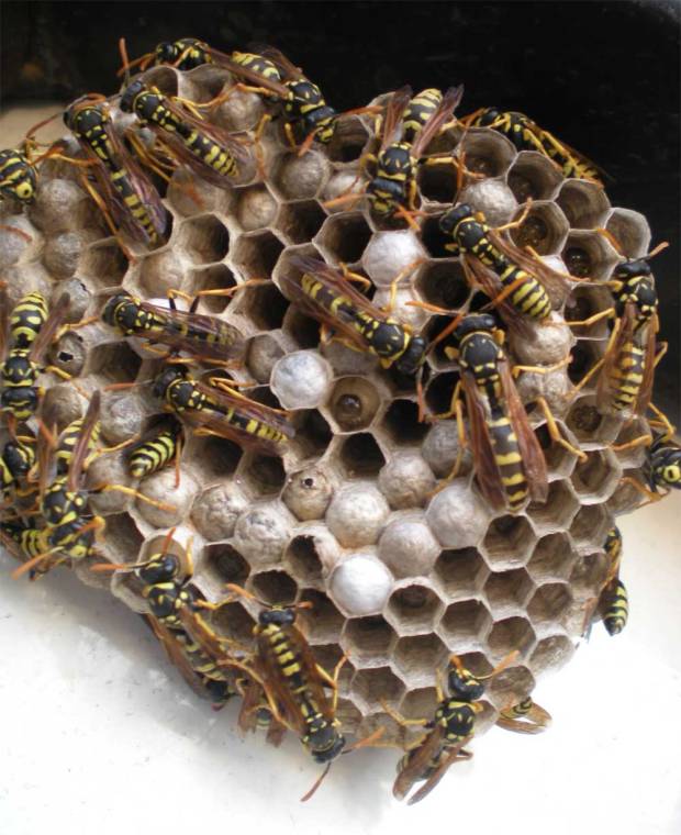 polistes-gallicus-05