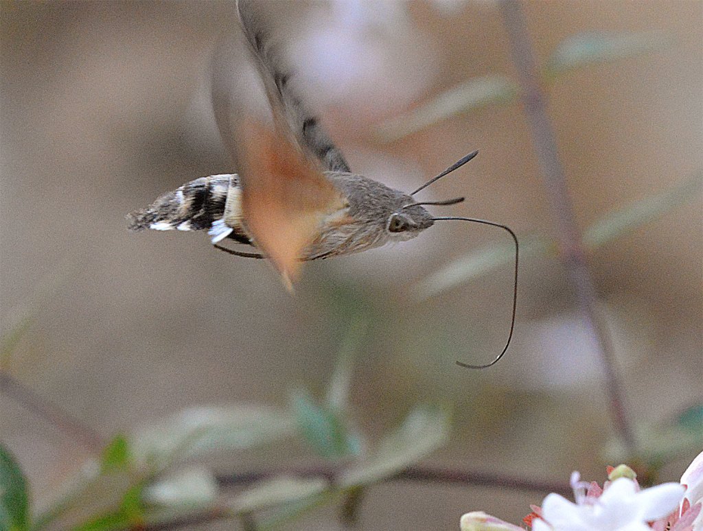 Esfinge colibrí, Macroglossum stellatarum (Lepidoptera, Sphingidae ...