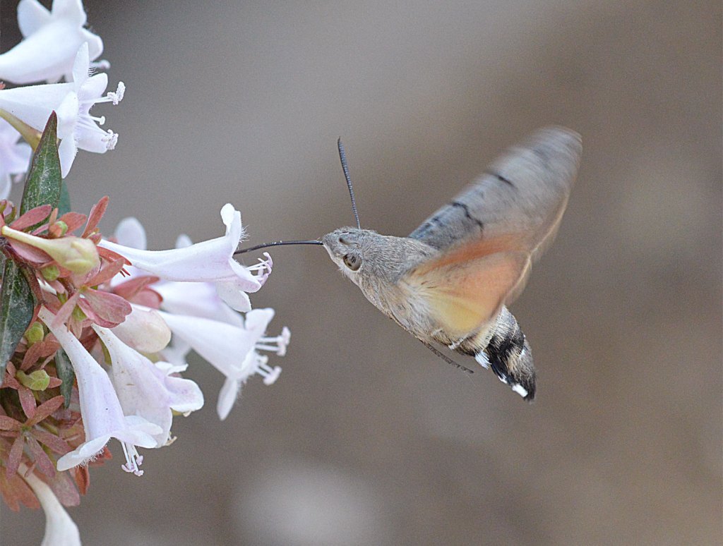 Esfinge colibrí, Macroglossum stellatarum (Lepidoptera, Sphingidae ...