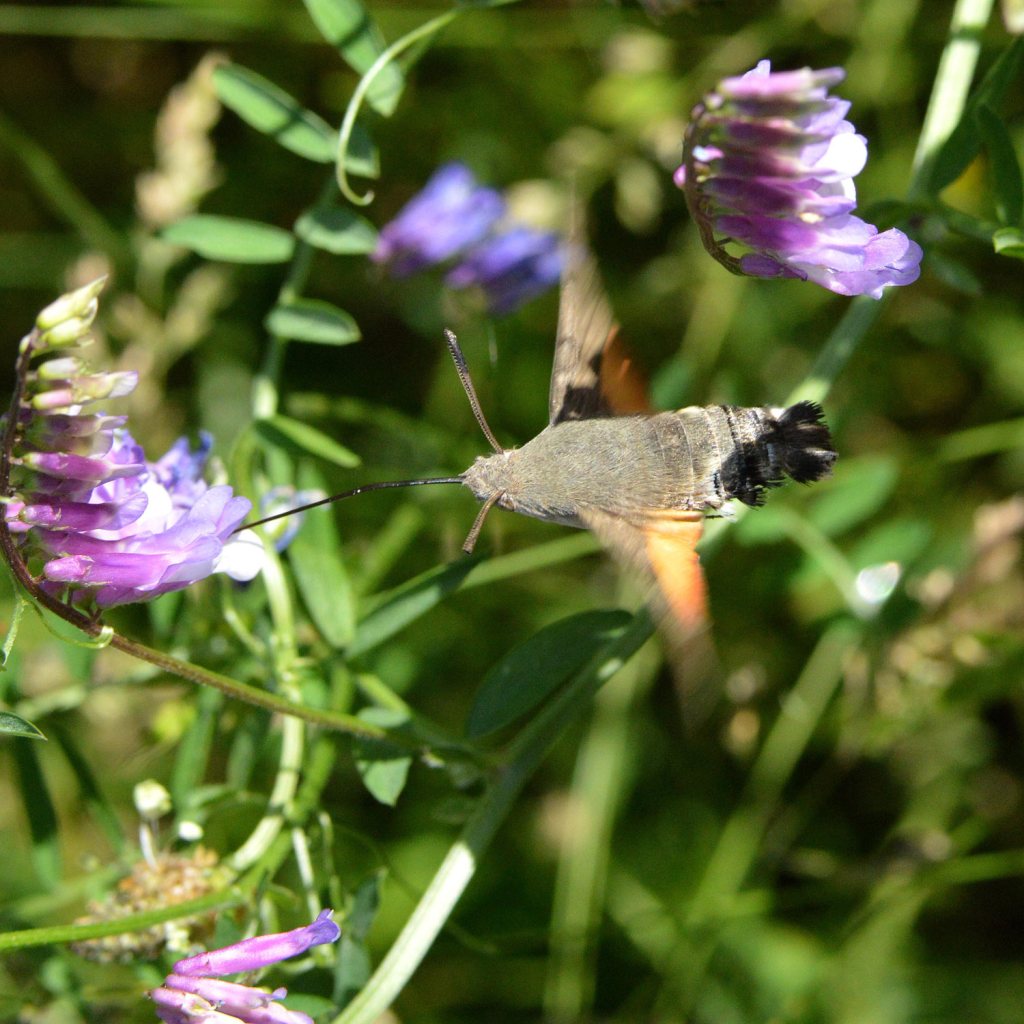 Esfinge colibrí, Macroglossum stellatarum (Lepidoptera, Sphingidae ...