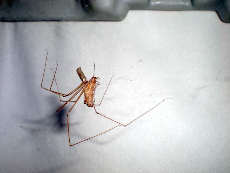 Araña de patas largas de sótano, Pholcus phalangioides (Araneae ...