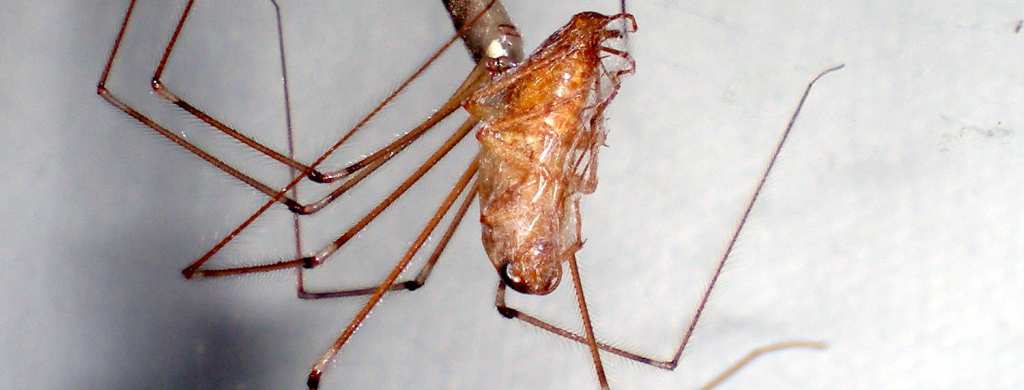 Araña de patas largas de sótano, Pholcus phalangioides (Araneae ...