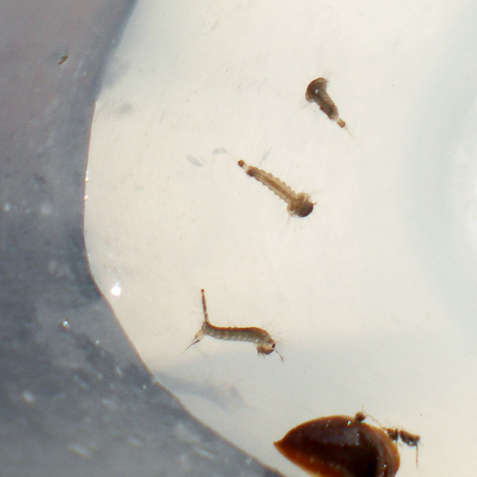 Mosquitos en una piscina de hotel – El desinsectador y desratizador, image size:945x945