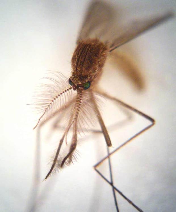 Foto 2. Imagen frontal de un mosquito común macho./ Desinsectador 16-12-2012