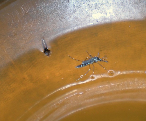 mosquito-tigre-bcn-05