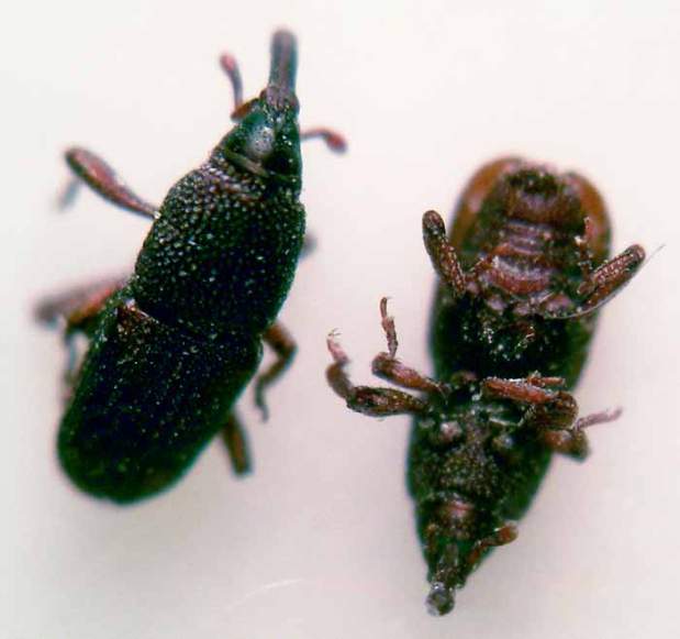 Gorgojos de los granos almacenados Sitophilus (Coleoptera ...