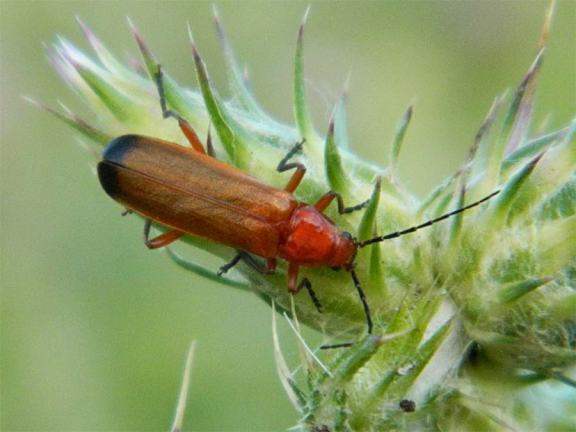 Foto 1. Escarabajo coracero sobre una planta./ Desinsectador 25-05-2013