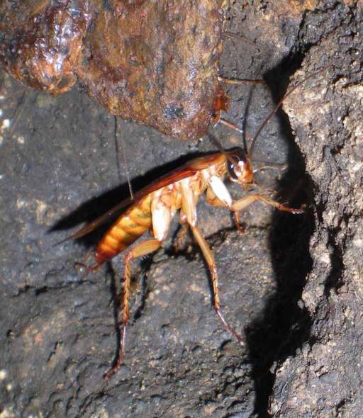 Foto 2. Una cucaracha americana metida en un huequecito de la pared de la fosa séptica./ Desinsectador abril-2013