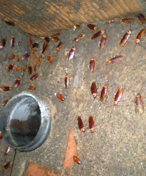 Foto 4. Imagen de una pared de la fosa séptica./ Desinsectador abril-2013