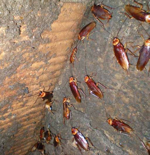 Foto 5. Cucarachas sobre una pared de la fosa séptica./ Desinsectador abril-2013