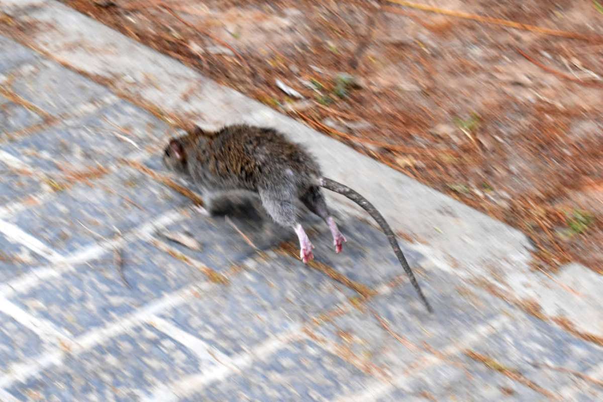 Que Rata Imágenes de una rata de alcantarilla (Rattus norvegicus) junto a la ...