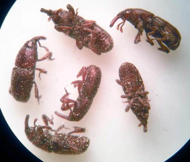 sitophilus-granarius-03