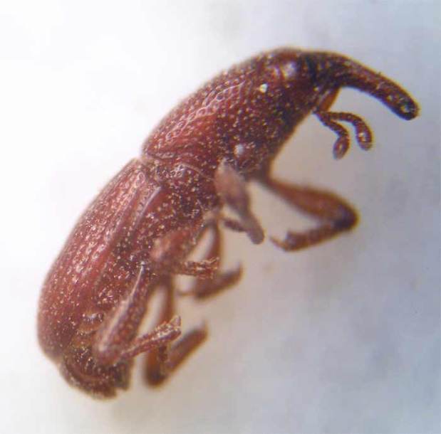 sitophilus-granarius-05