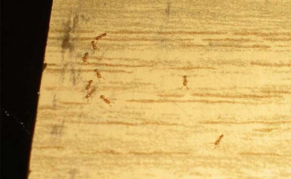 Foto 5. Hormigas sobre la estantería de la panadería./ 23-05-2013