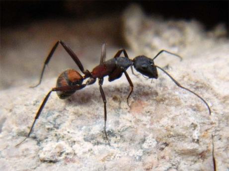 Foto 1. Obrera de la especie Camponotus cruentatus./ Desinsectador 02-06-2013