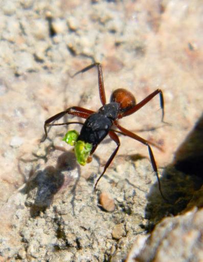 Foto 3. Obrera de Camponotus cruentatus llevando un trozo de planta./ Desinsectador 02-06-2013