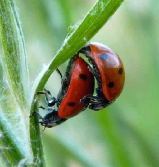 Foto 2. Pareja de mariquitas de siete puntos realizando la cópula./ Desinsectador 02-06-2013