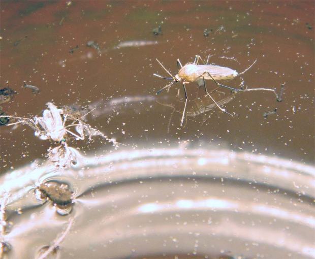 mosquitos-04