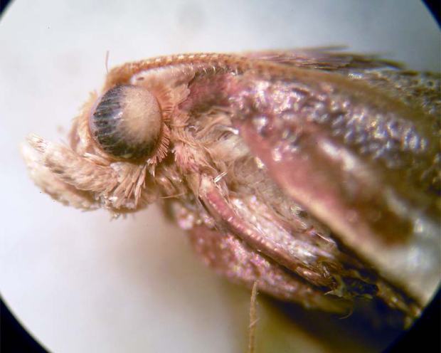 pyralis-farinalis-02