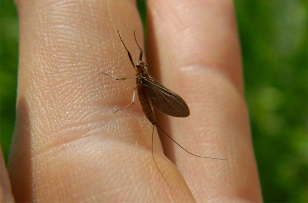 Foto 1. Efímera en el río Glorieta a su paso por Alcover (Tarragona)./ Desinsectador 07-2013