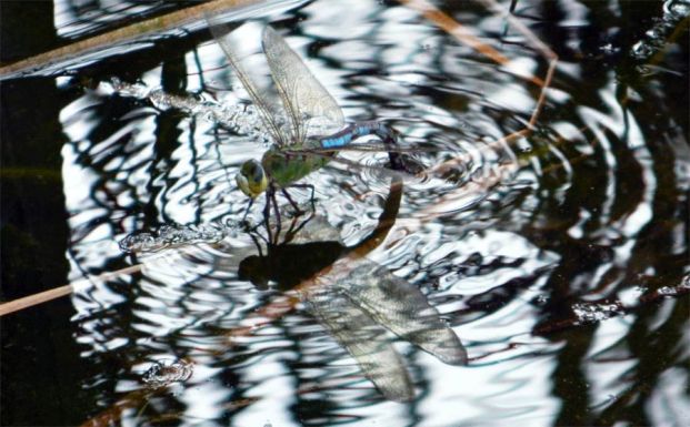 Foto 1. Libélula depositando huevos en una ramita sumergida en el río Glorieta, en Alcover (Tarragona)./ Desinsectador 07-2013