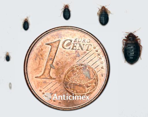 Foto 2. Chinches en sus diferentes estadios de crecimiento./ David Mora 2013