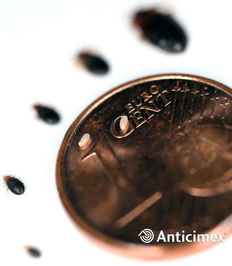 Foto 1. Chinches en sus diferentes estadios de crecimiento./ David Mora 2013