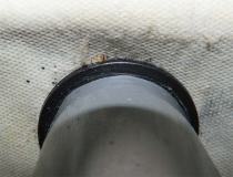 Foto 3. Imagen de una de las patas de la cama en la zona de contacto con el somier. Se pueden ver excrementos y una muda de chinche./ Desinsectador 09-2013