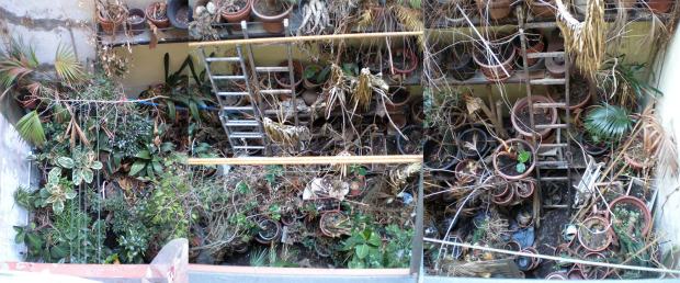 Foto 1. Fotomontaje con diversas imágenes tomadas del patio interior lleno de plantas y en estado de abandono./ Desinsectador 09-2013