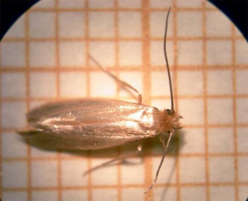 Foto 1. Ejemplar de polilla de la ropa recogido en una habitación de hotel./ Desinsectador 09-2013