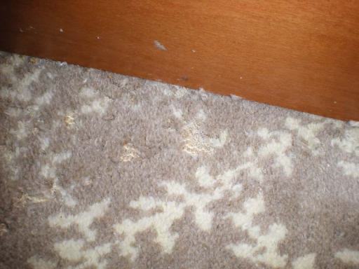 Foto 2. Claros en la alfombra producidos por las larvas./ Desinsectador 09-2013