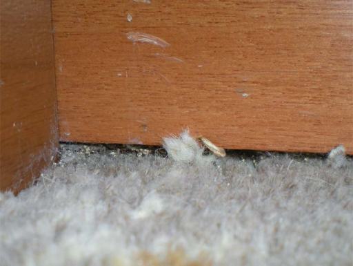 Foto 4. Una polilla en el suelo junto al zócalo. También se pueden ver excrementos de la larva de la polilla./ Desinsectador 09-2013