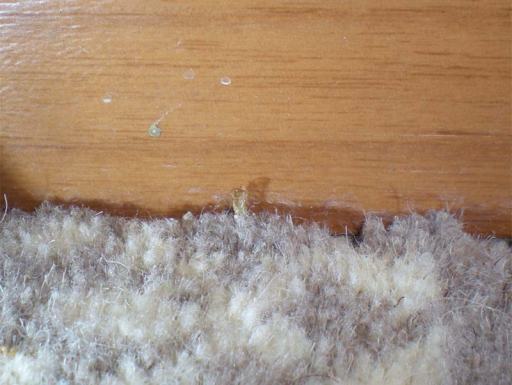 Foto 5. Al pie del zócalo se puede ver la cutícula de una pupa. Son los restos que han quedado al emerger la mariposa./ Desinsectador 09-2013