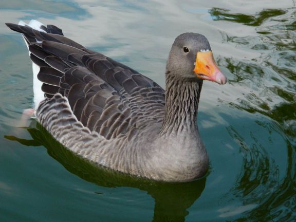 Foto 4. Ganso común, Anser anser, en el estanque de la Ciudadela/ Desinsectador 10-2013