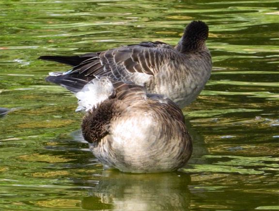 Foto 4. Cabeza de ganso común, Anser anser./ Desinsectador 10-2013