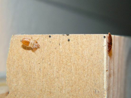 Foto 1. Chinche, muda y excrementos./ Desinsectador 11-2013